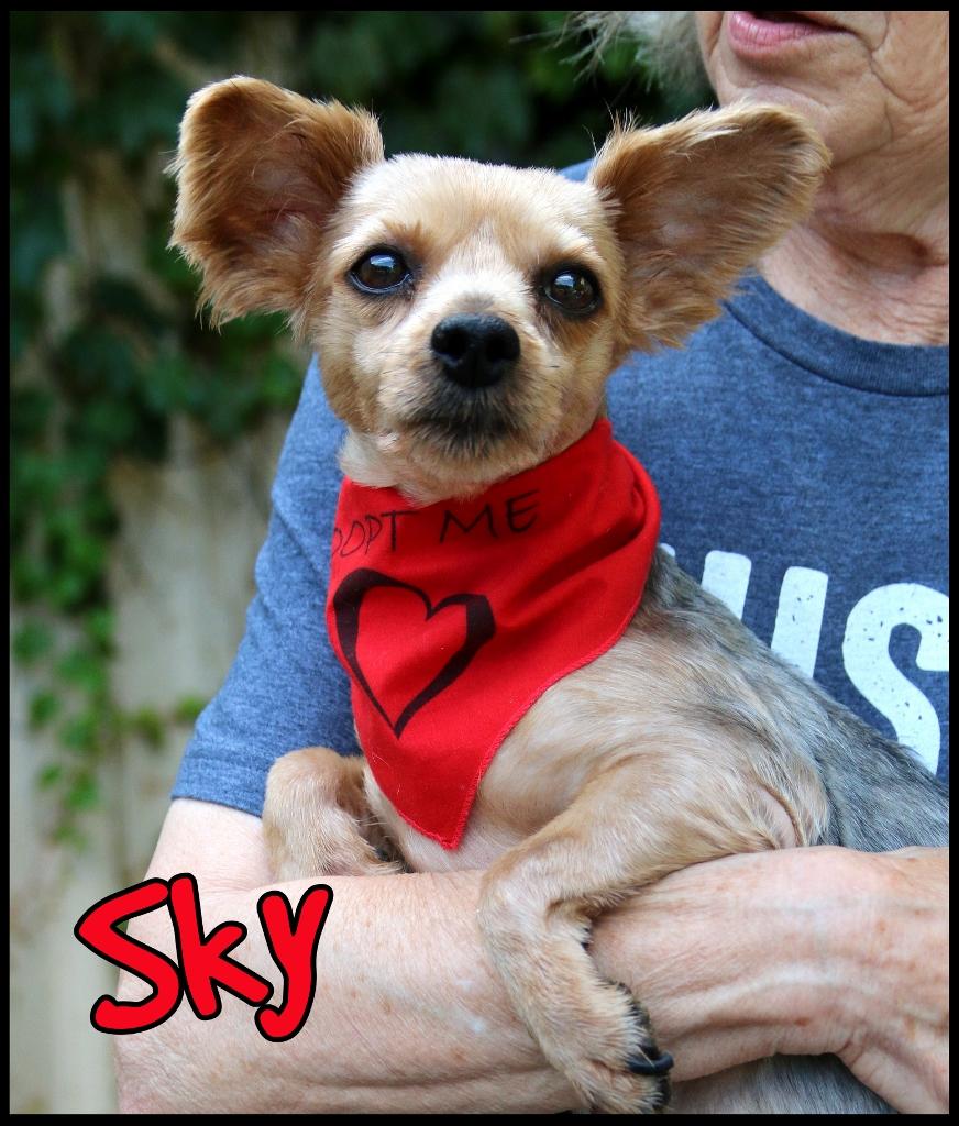 Enlarge Sky, an adopted Yorkie Poo in Shippenville, PA image 2/5
