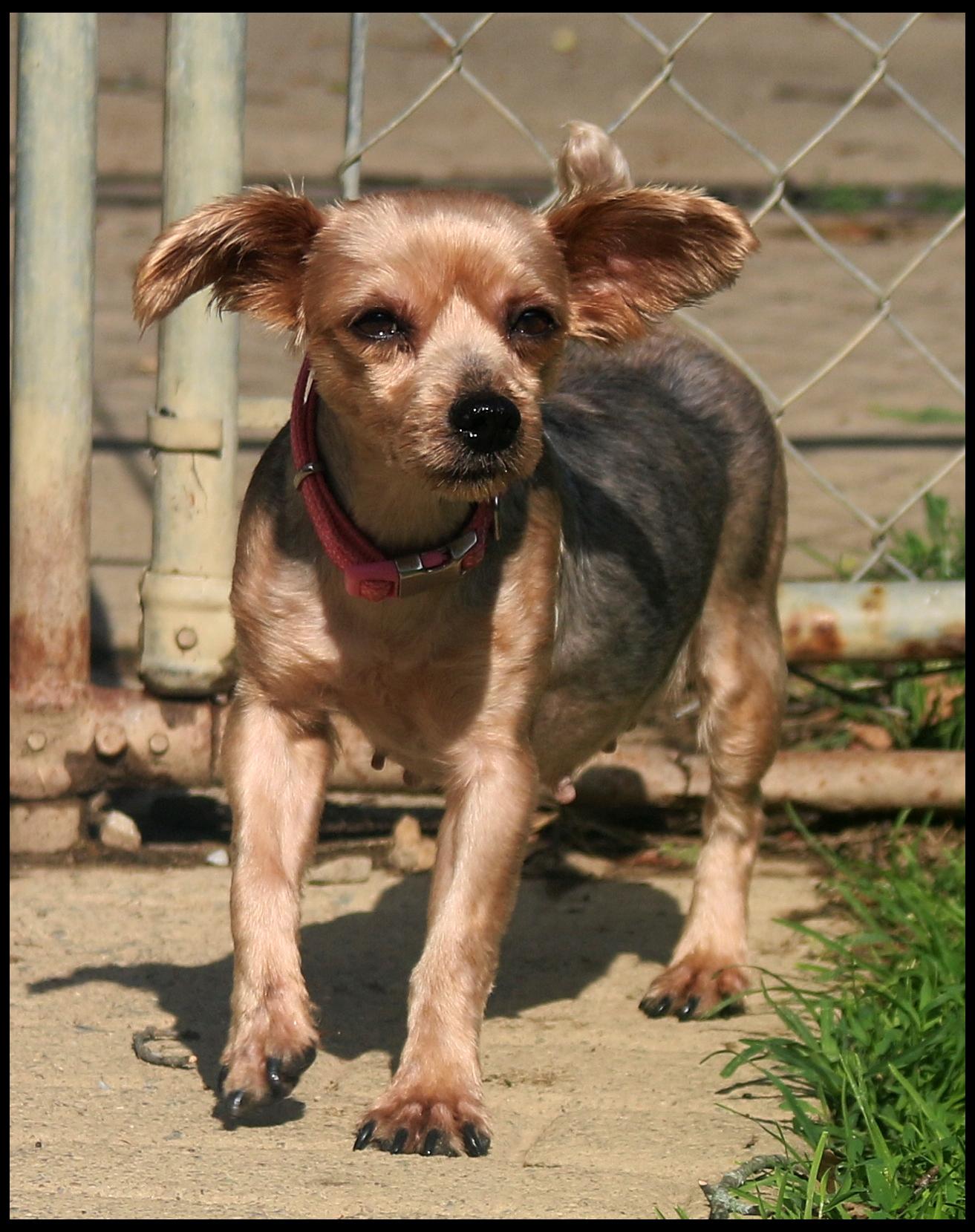 Enlarge Sky, an adopted Yorkie Poo in Shippenville, PA image 3/5