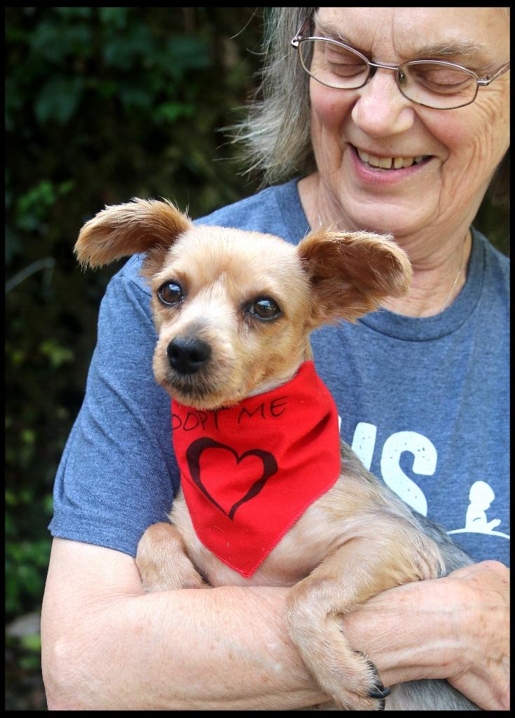 Enlarge Sky, an adopted Yorkie Poo in Shippenville, PA image 5/5