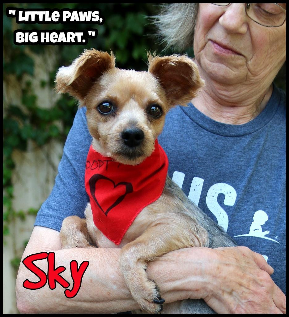 Sky, adopted, Adult Female Yorkie Poo.