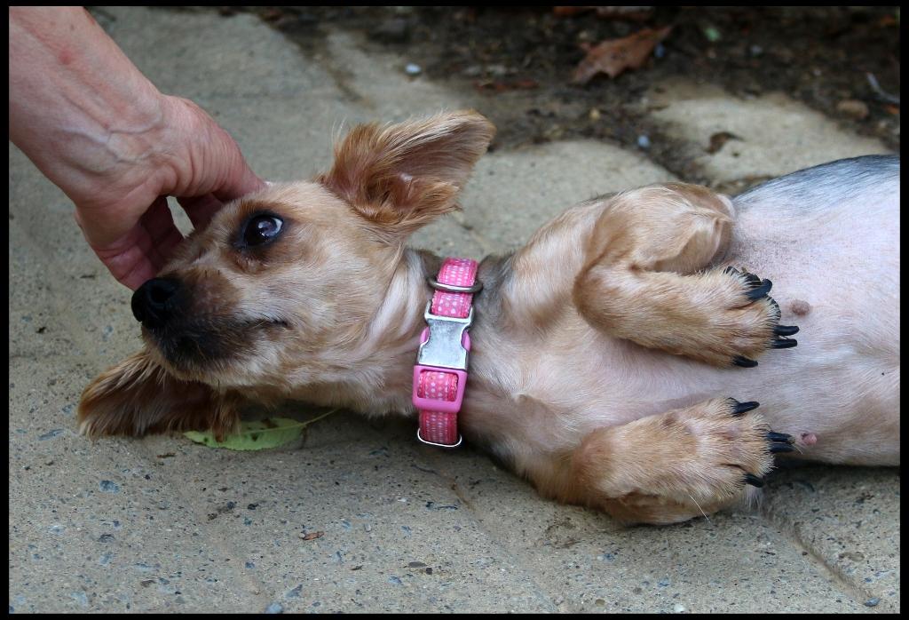 Enlarge Sky, an adopted Yorkie Poo in Shippenville, PA image 4/5