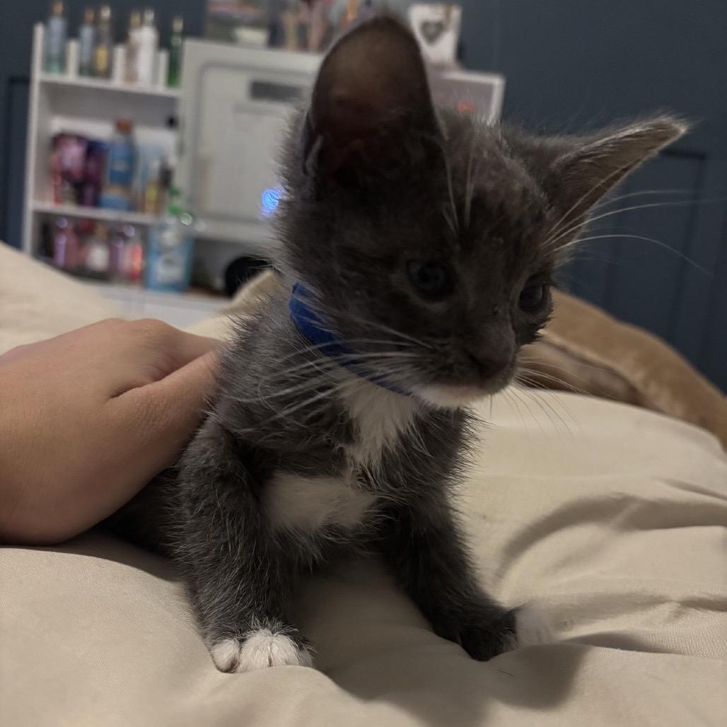 Gus, Adoptable, Kitten Male Domestic Short Hair.