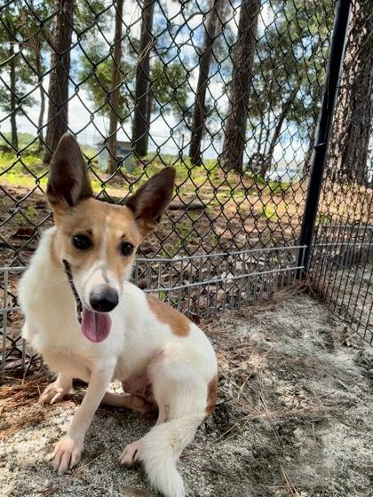 Virgo, adopted, Young Female Mixed Breed.