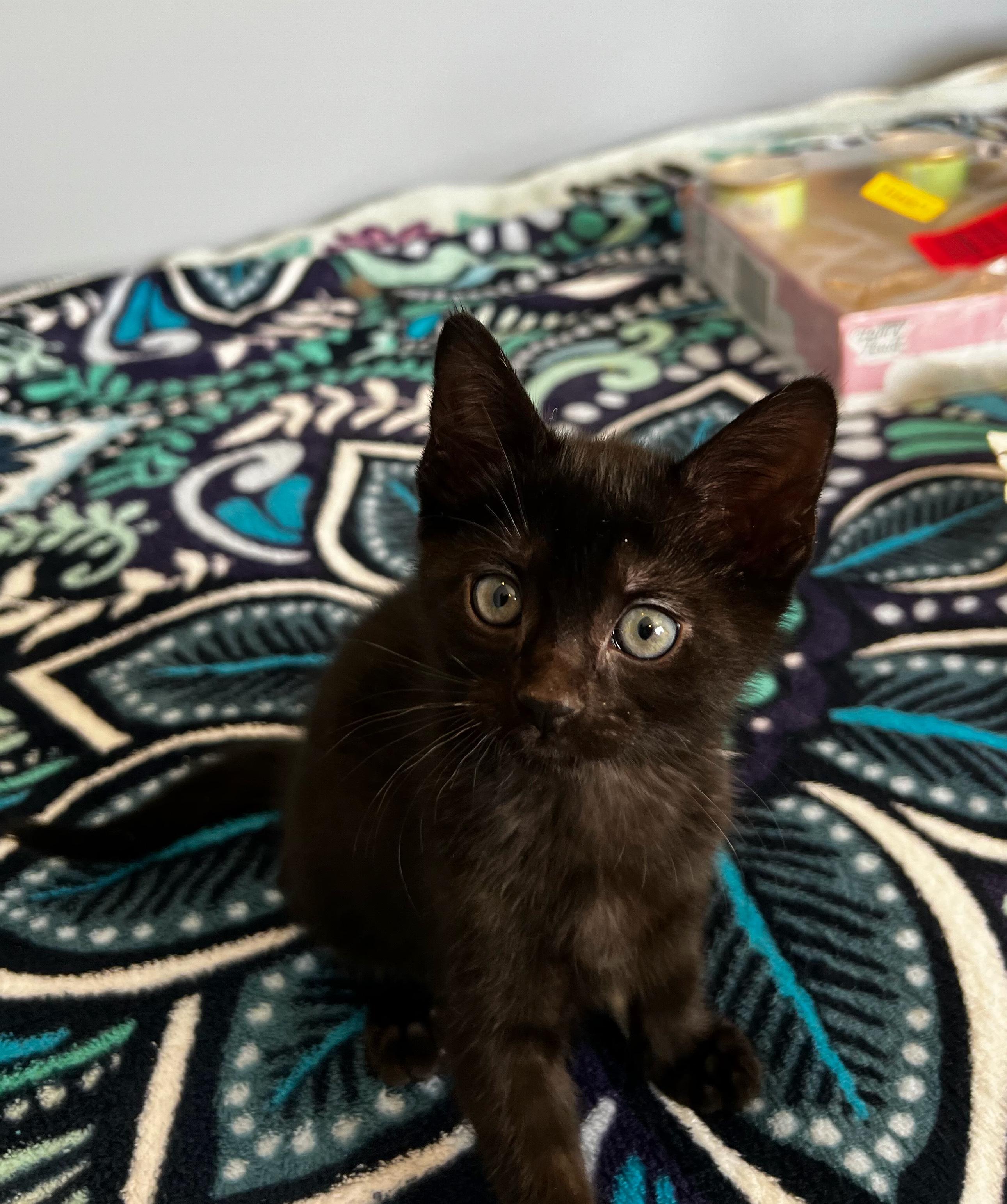 Enlarge Wellington, a Adoptable Domestic Short Hair in Syosset, NY image 1/2