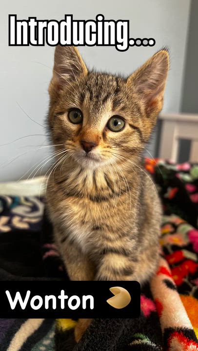 Enlarge Wellington, a Adoptable Domestic Short Hair in Syosset, NY video 2/2
