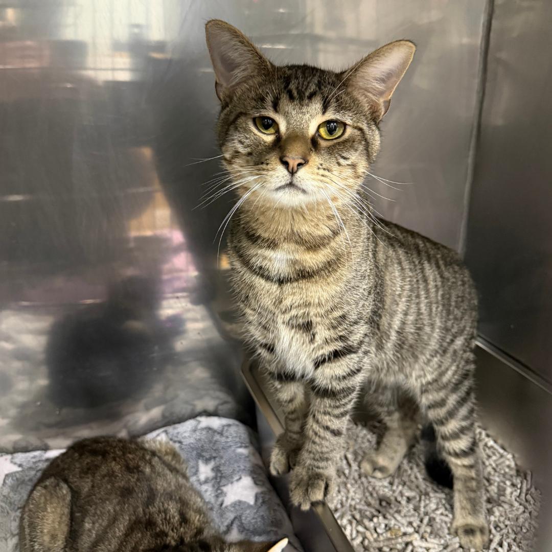 Shaggy, Adoptable, Young Male American Shorthair.