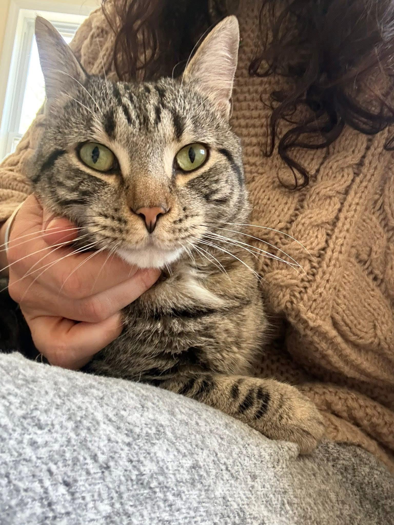 Enlarge Bell, a ADOPTABLE Domestic Short Hair in Middleton, MA image 2/2