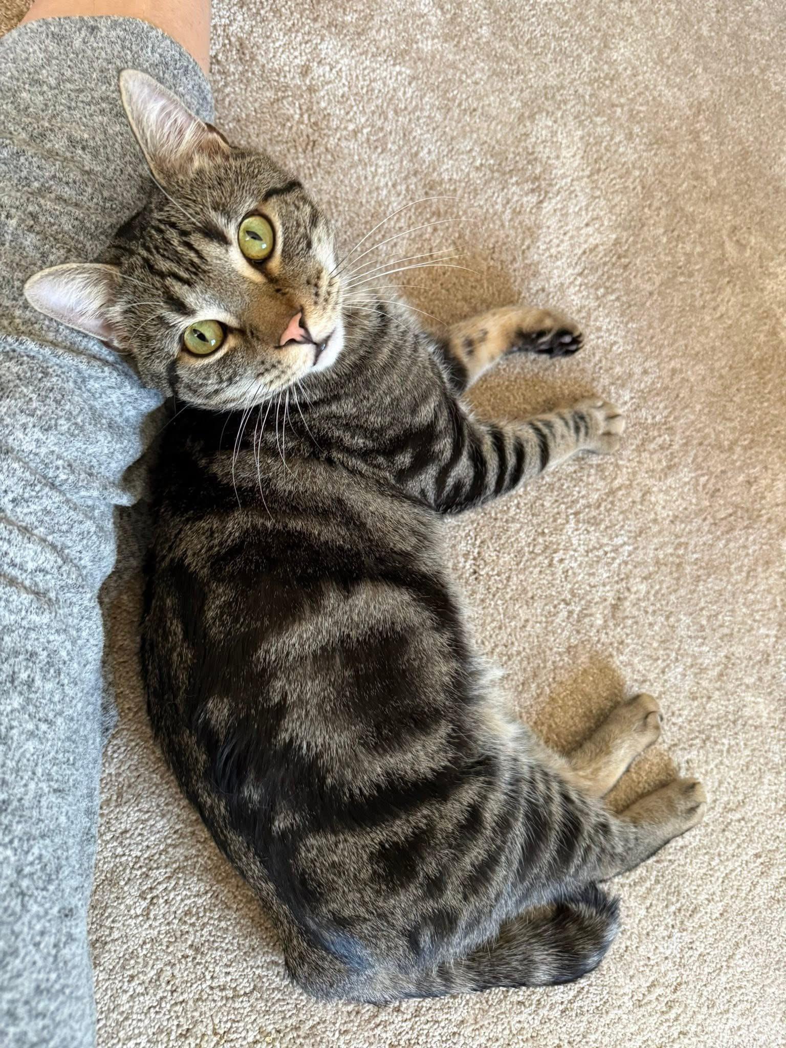Enlarge Bell, a ADOPTABLE Domestic Short Hair in Middleton, MA image 1/2