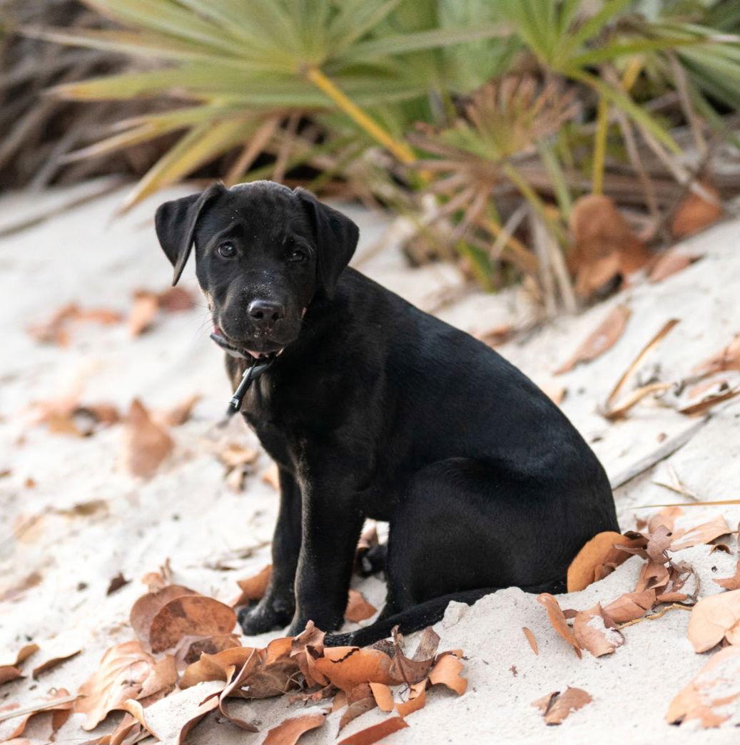 Grits - M, Adoptable, Puppy Male Labrador Retriever.