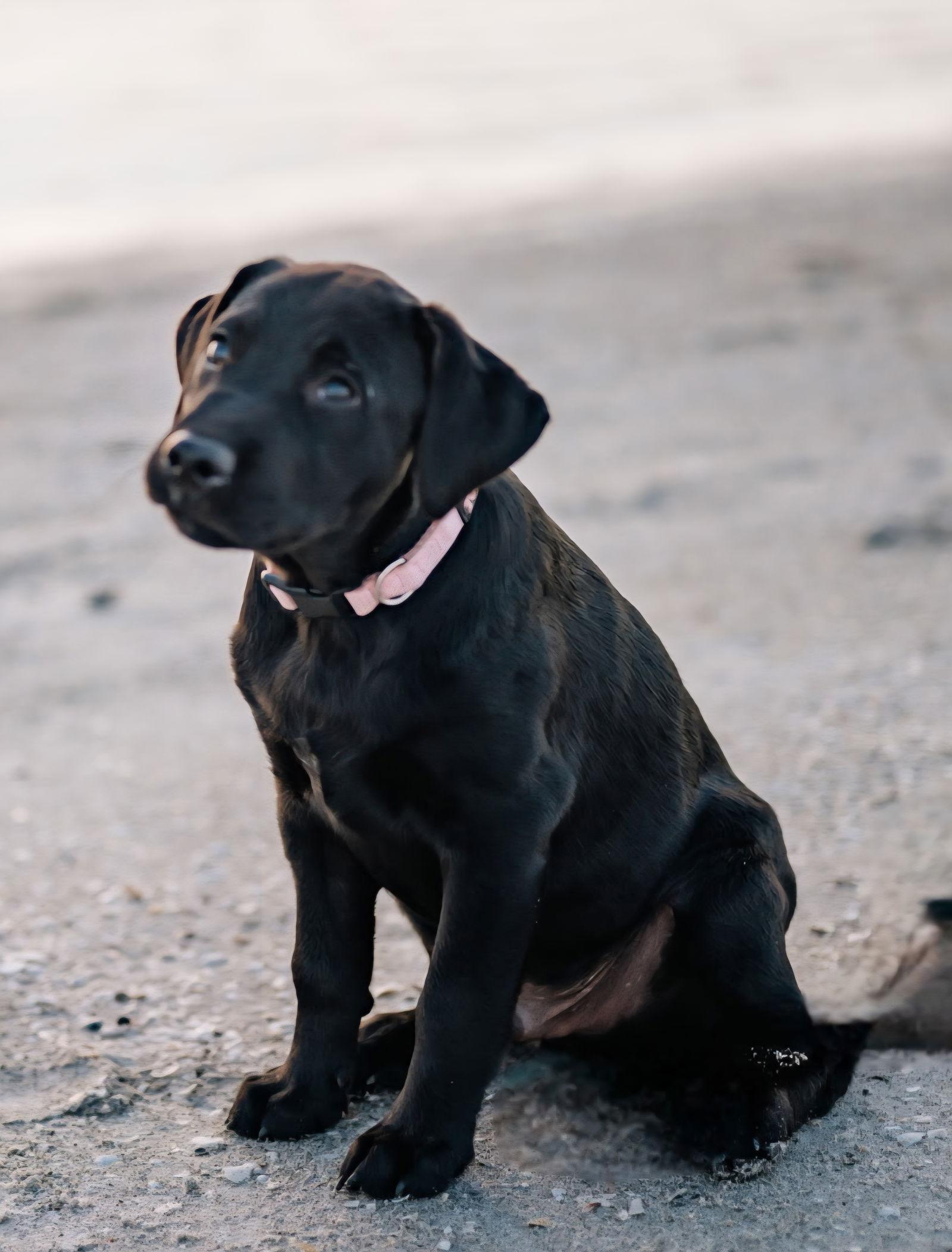 Enlarge Grits - M, a Adoptable Labrador Retriever in Tampa, FL image 2/2