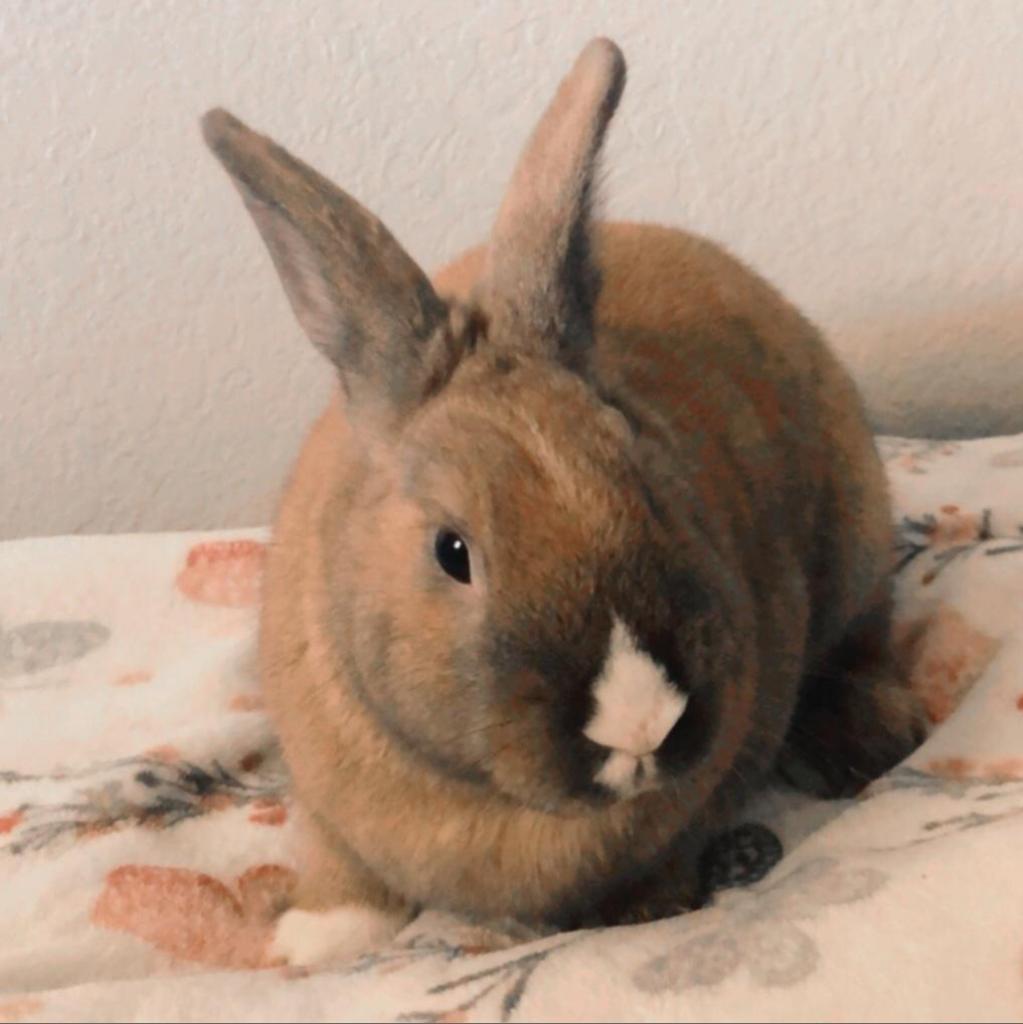 Tango, a Adoptable mixed breed in Murrieta, CA image 1/3