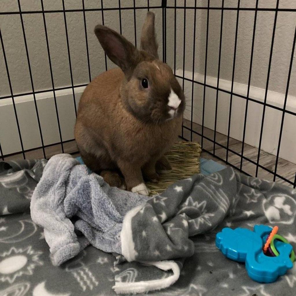 Tango, a Adoptable mixed breed in Murrieta, CA image 2/3