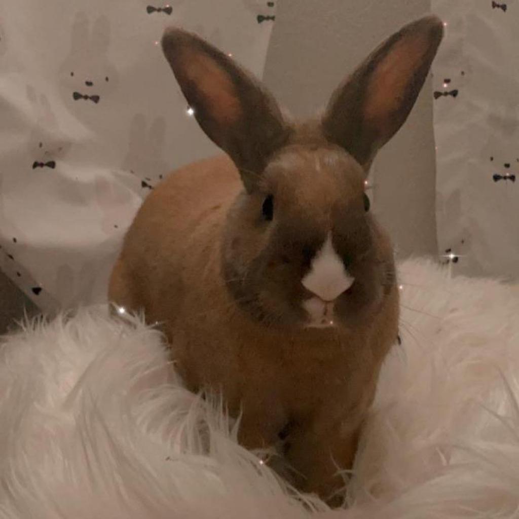 Tango, a Adoptable mixed breed in Murrieta, CA image 3/3