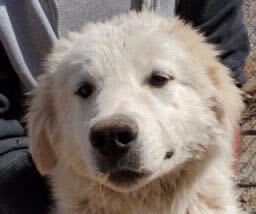 Tundra, Adoptable, Adult Male Great Pyrenees.