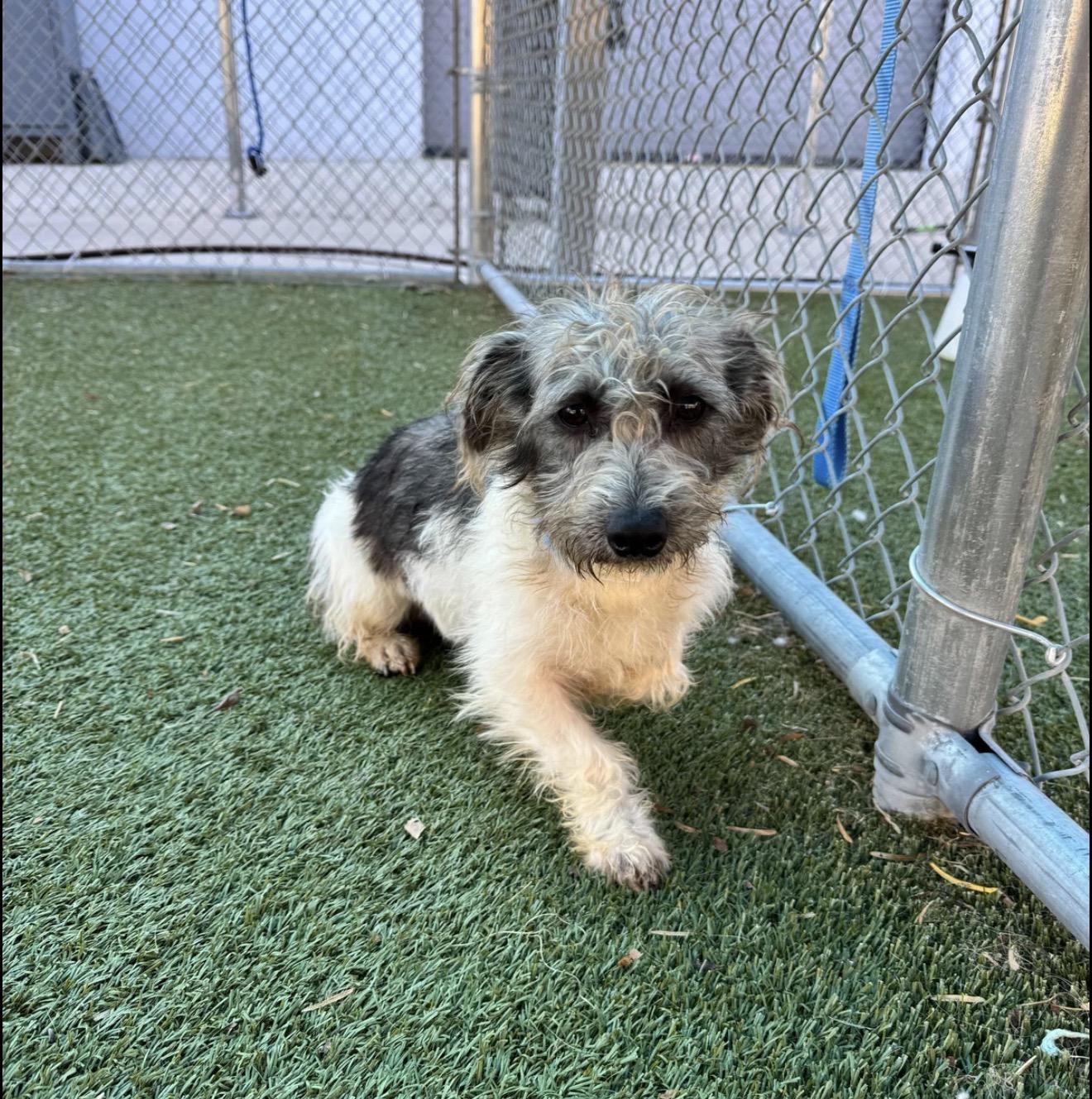 Dandy, ADOPTABLE, Adult Male Shih Tzu.