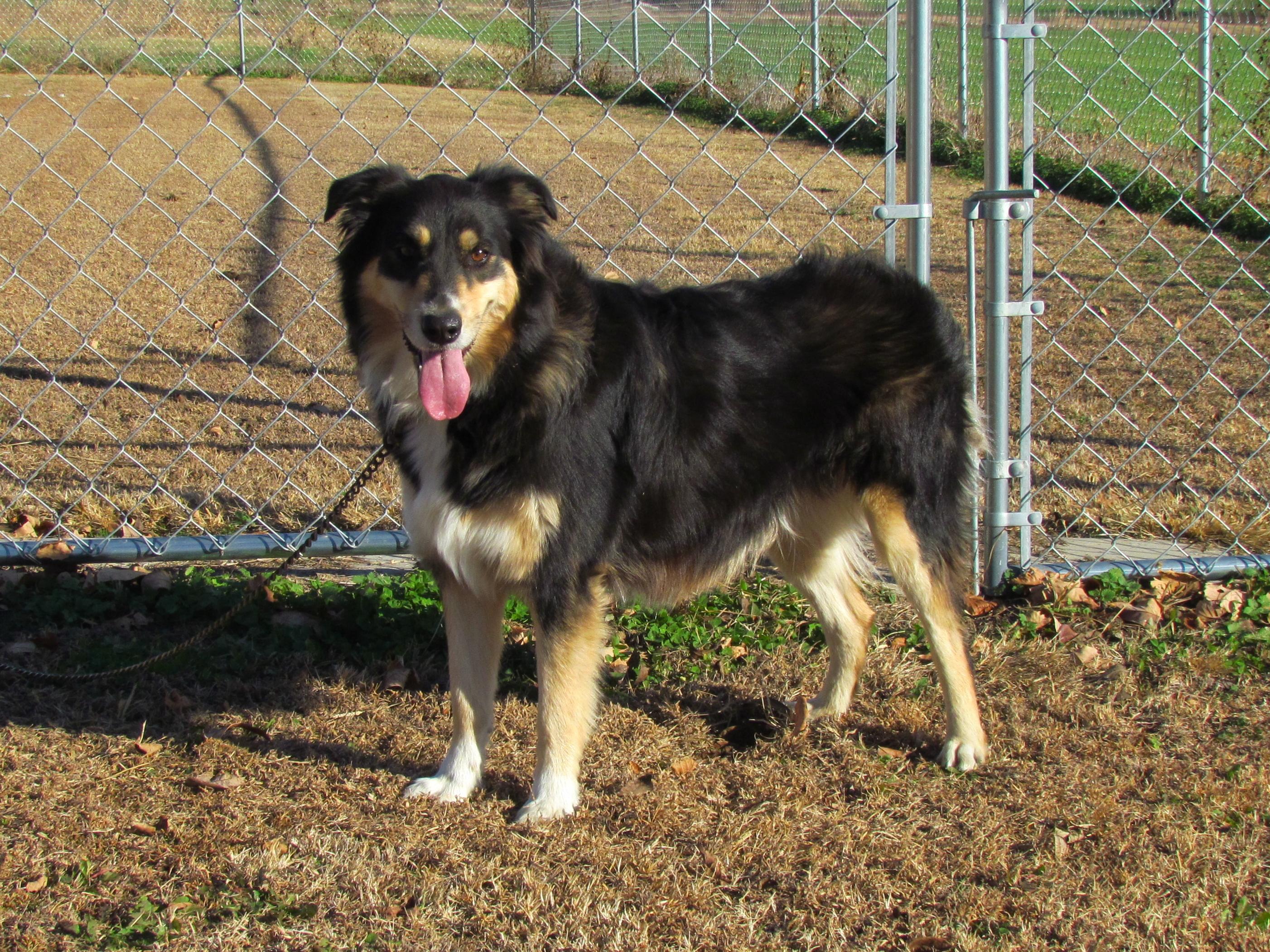 SYDNEY, a Adoptable Australian Shepherd in Harrisburg, PA image 3/6