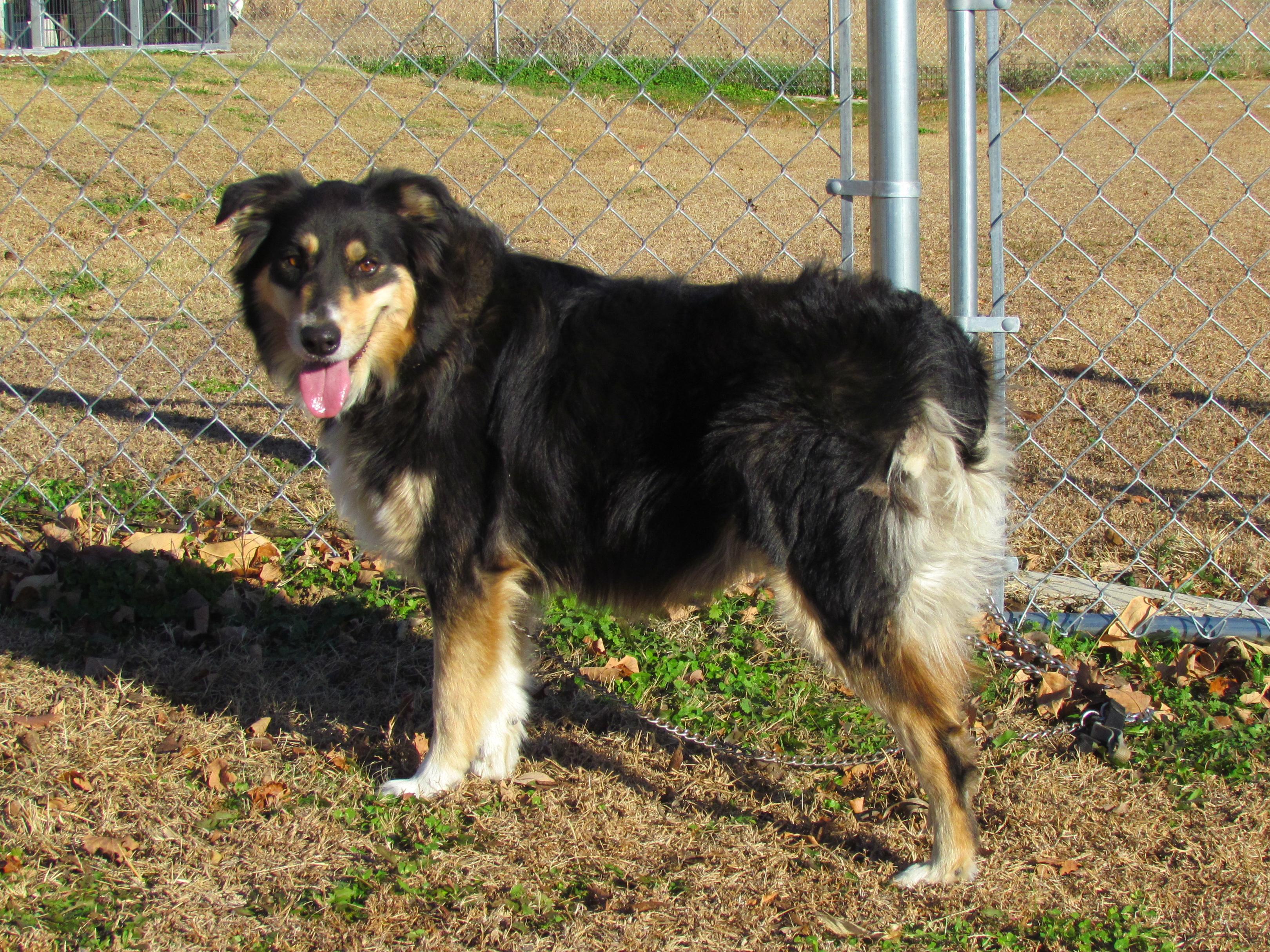 SYDNEY, a Adoptable Australian Shepherd in Harrisburg, PA image 6/6