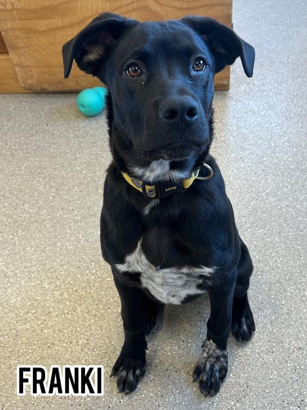 Enlarge Franki, a Adoptable mixed breed in Dauphin, MB image 1/1