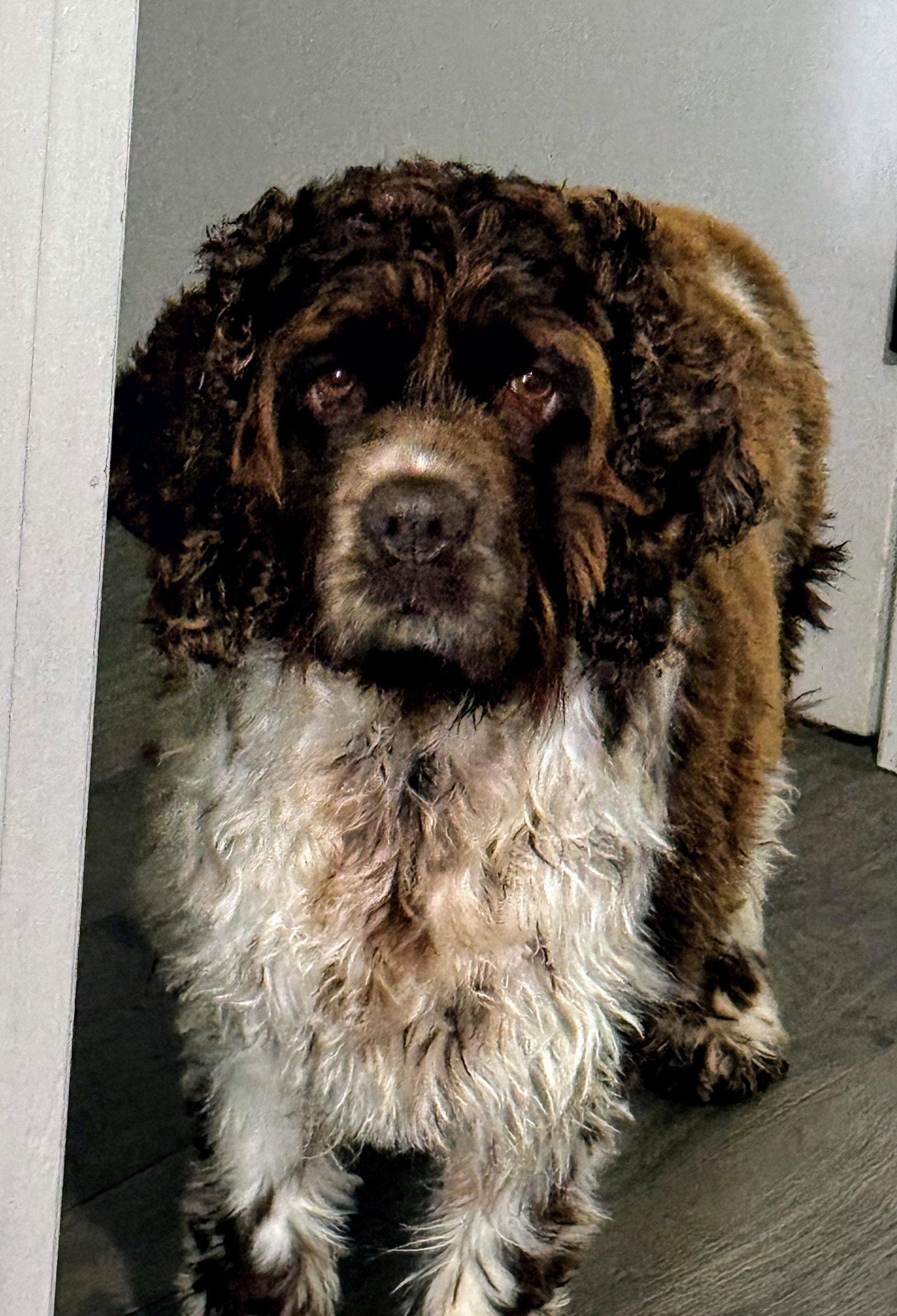 Bailey, Adopted, Adult Female Cocker Spaniel.
