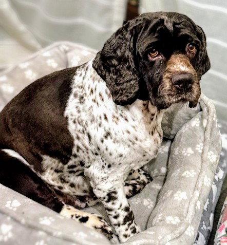 Bailey, a Adopted Cocker Spaniel in Sioux Falls, SD image 2/3