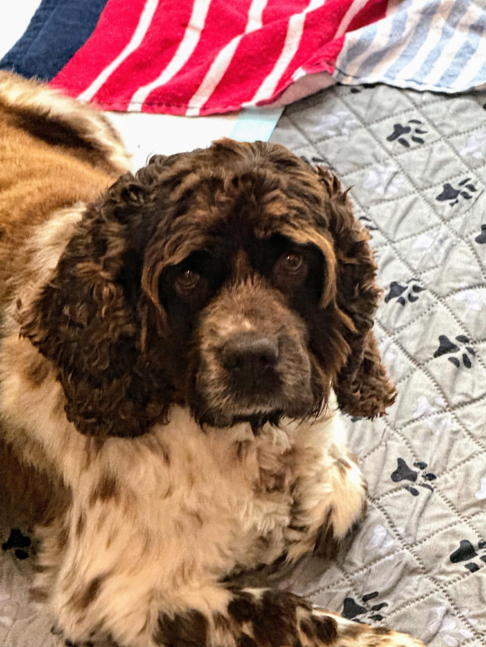 Bailey, a Adopted Cocker Spaniel in Sioux Falls, SD image 3/3