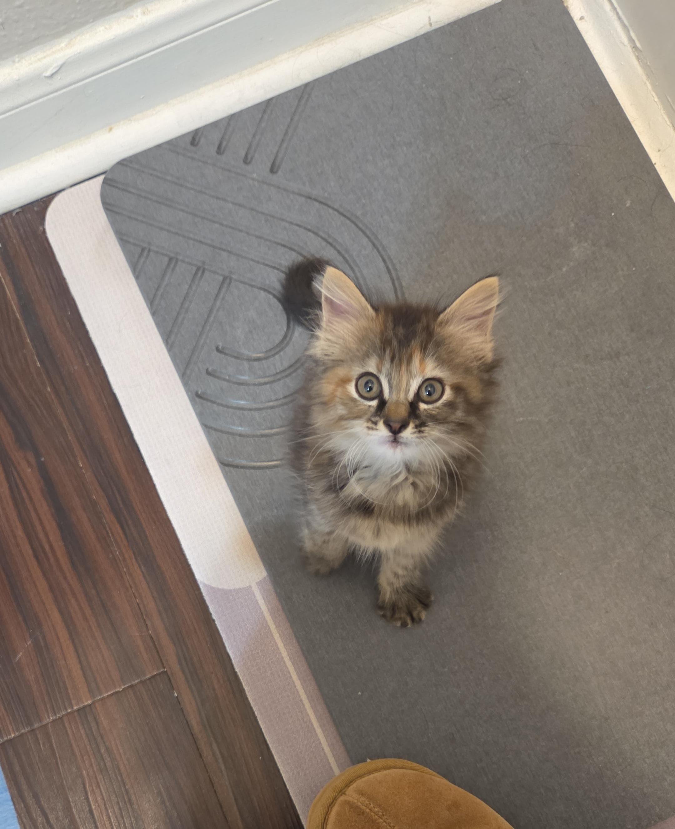 Enlarge Granola, an adopted Domestic Long Hair in Houston, TX image 3/5