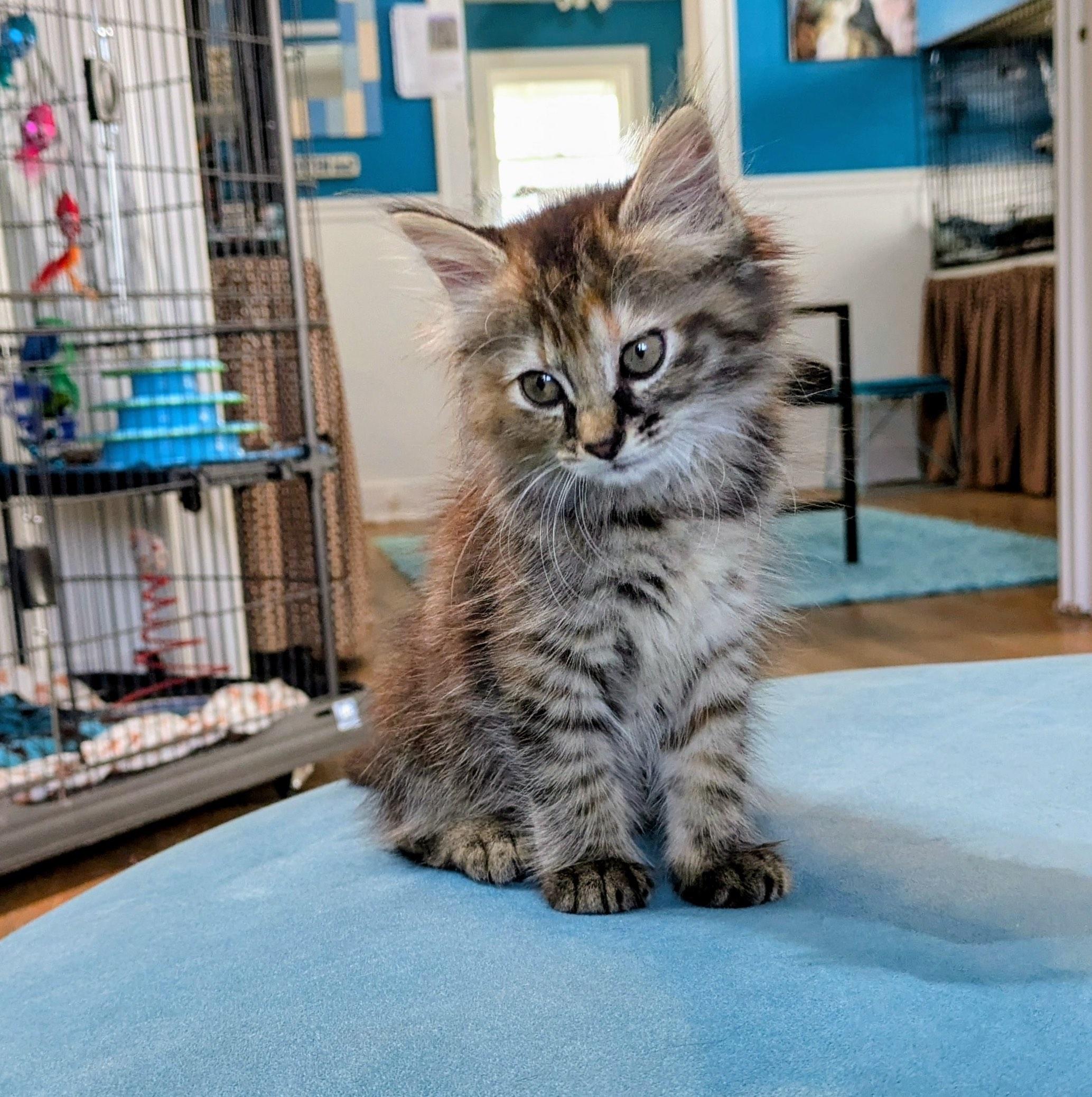 Enlarge Granola, an adopted Domestic Long Hair in Houston, TX image 2/5