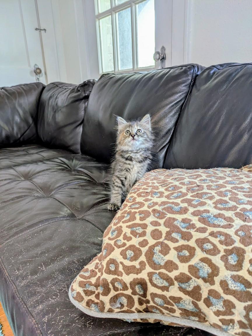 Enlarge Granola, an adopted Domestic Long Hair in Houston, TX image 4/5