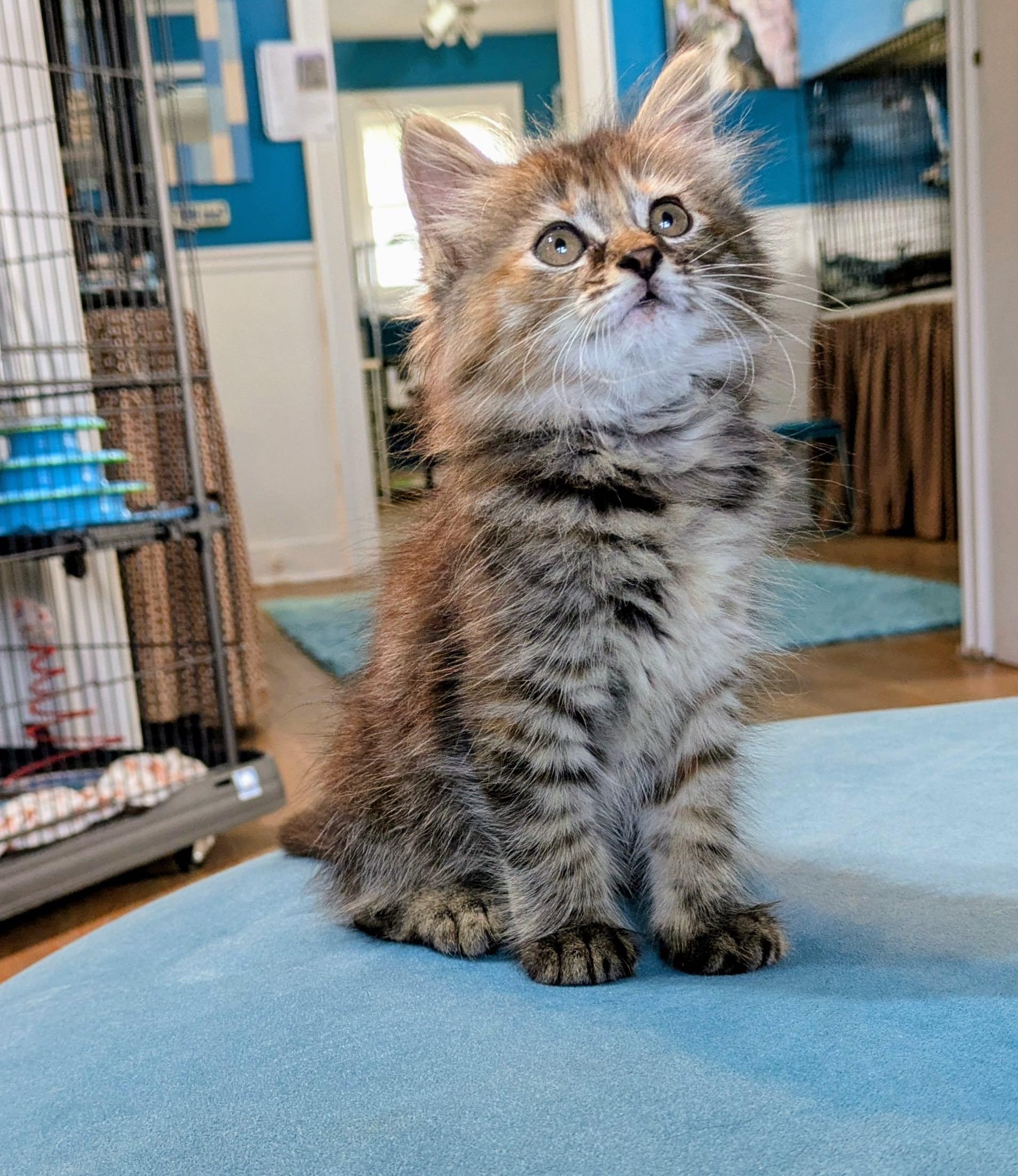 Enlarge Granola, an adopted Domestic Long Hair in Houston, TX image 1/5