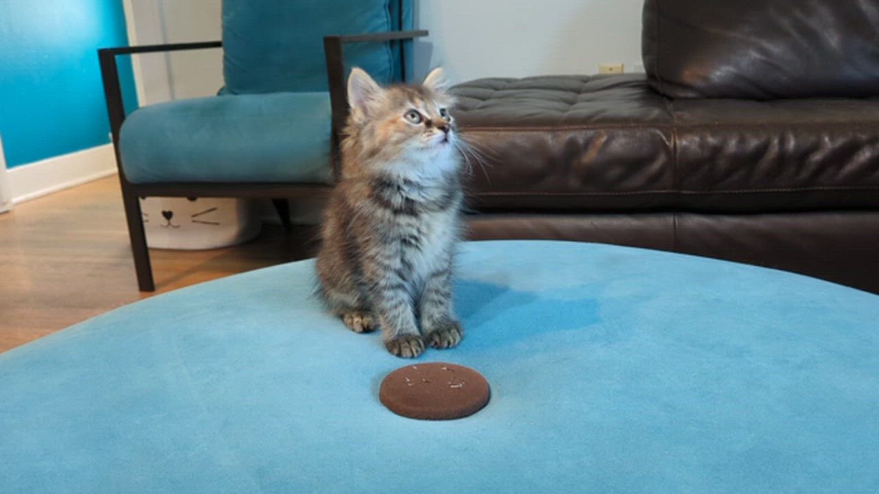 Enlarge Granola, an adopted Domestic Long Hair in Houston, TX video 5/5