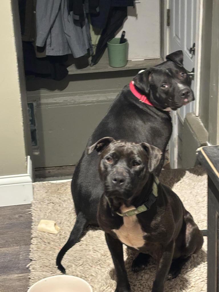 Enlarge Popoca, a Adoptable mixed breed in Detroit, MI image 1/6