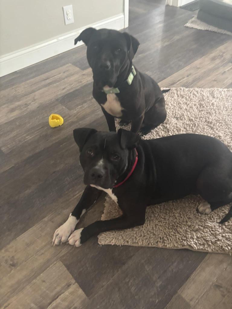 Enlarge Popoca, a Adoptable mixed breed in Detroit, MI image 2/6