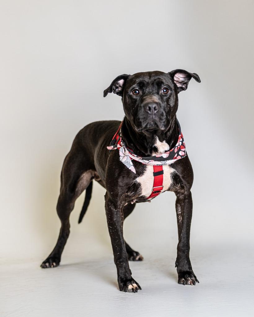 Enlarge Popoca, a Adoptable mixed breed in Detroit, MI image 3/6