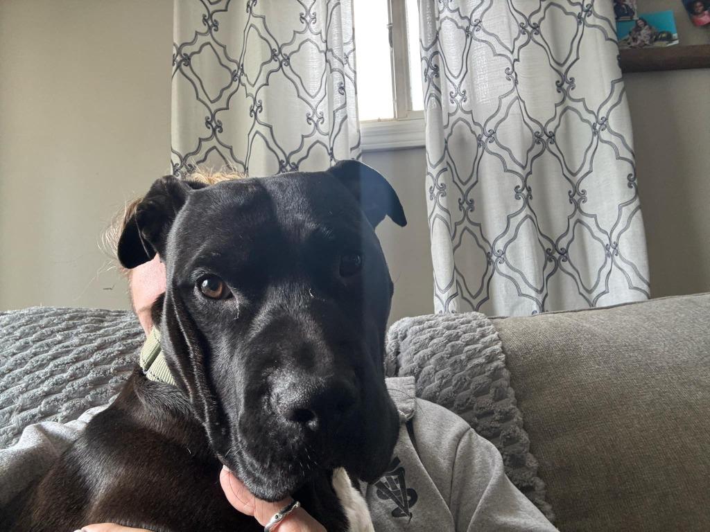 Enlarge Popoca, a Adoptable mixed breed in Detroit, MI image 4/6