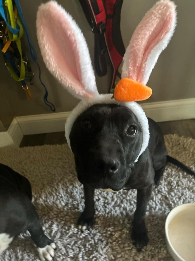 Enlarge Popoca, a Adoptable mixed breed in Detroit, MI image 5/6