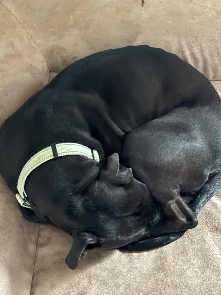 Enlarge Popoca, a Adoptable mixed breed in Detroit, MI image 6/6