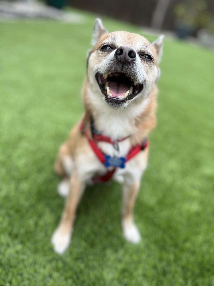 Lopez, Adoptable, Senior Male Pomeranian & Chihuahua.