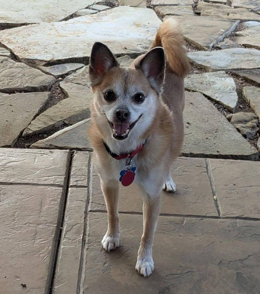 Enlarge Lopez, a Adoptable mixed breed in Richardson, TX image 2/6
