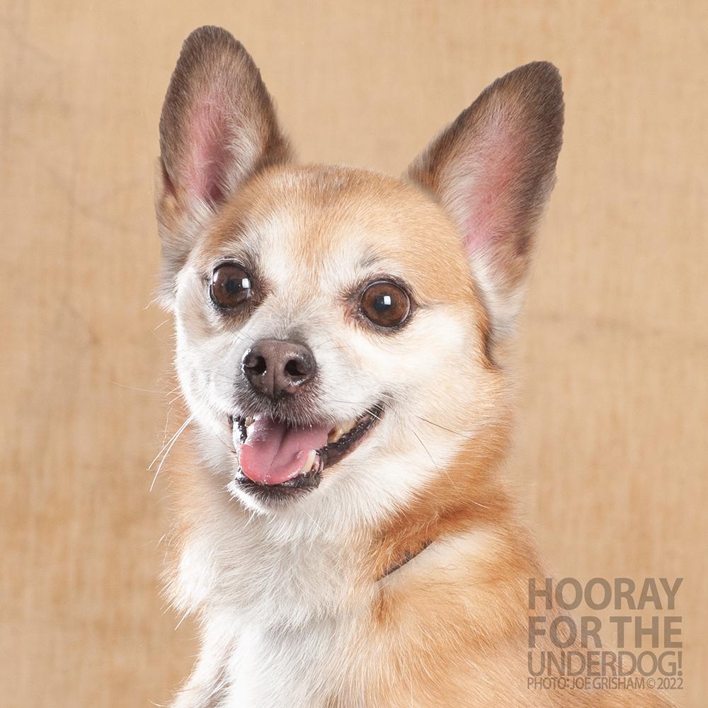 Enlarge Lopez, a Adoptable mixed breed in Richardson, TX image 3/6