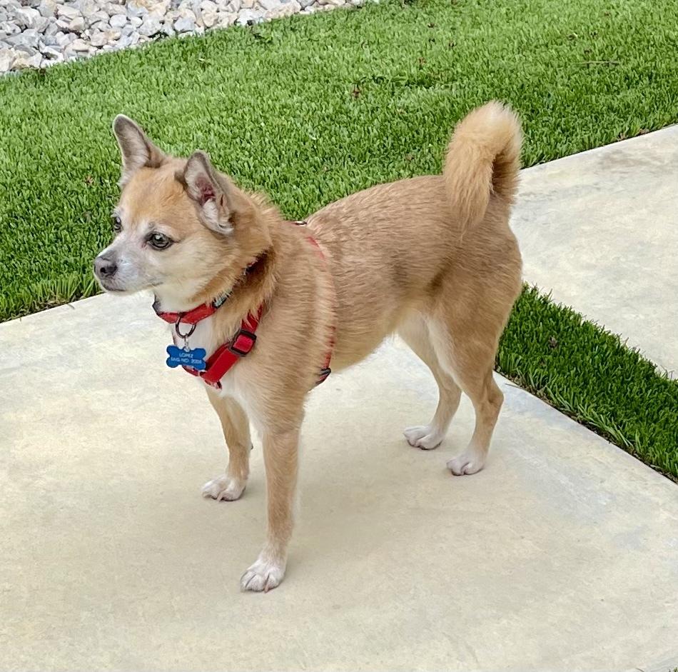Enlarge Lopez, a Adoptable mixed breed in Richardson, TX image 4/6