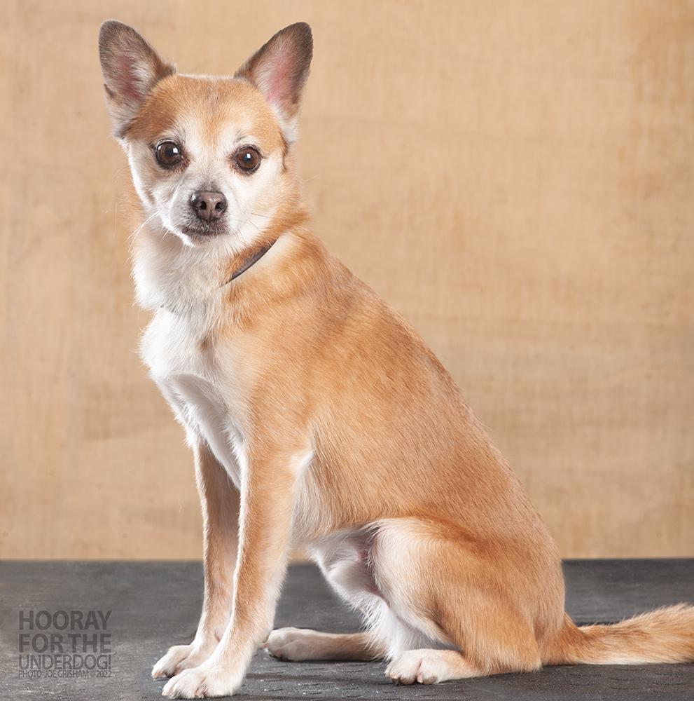 Enlarge Lopez, a Adoptable mixed breed in Richardson, TX image 5/6