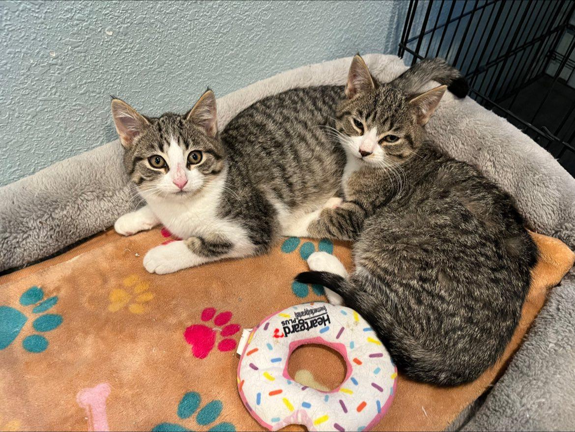 Enlarge Gouda & Parmesan, a ADOPTABLE Domestic Short Hair in Kalkaska, MI image 1/2