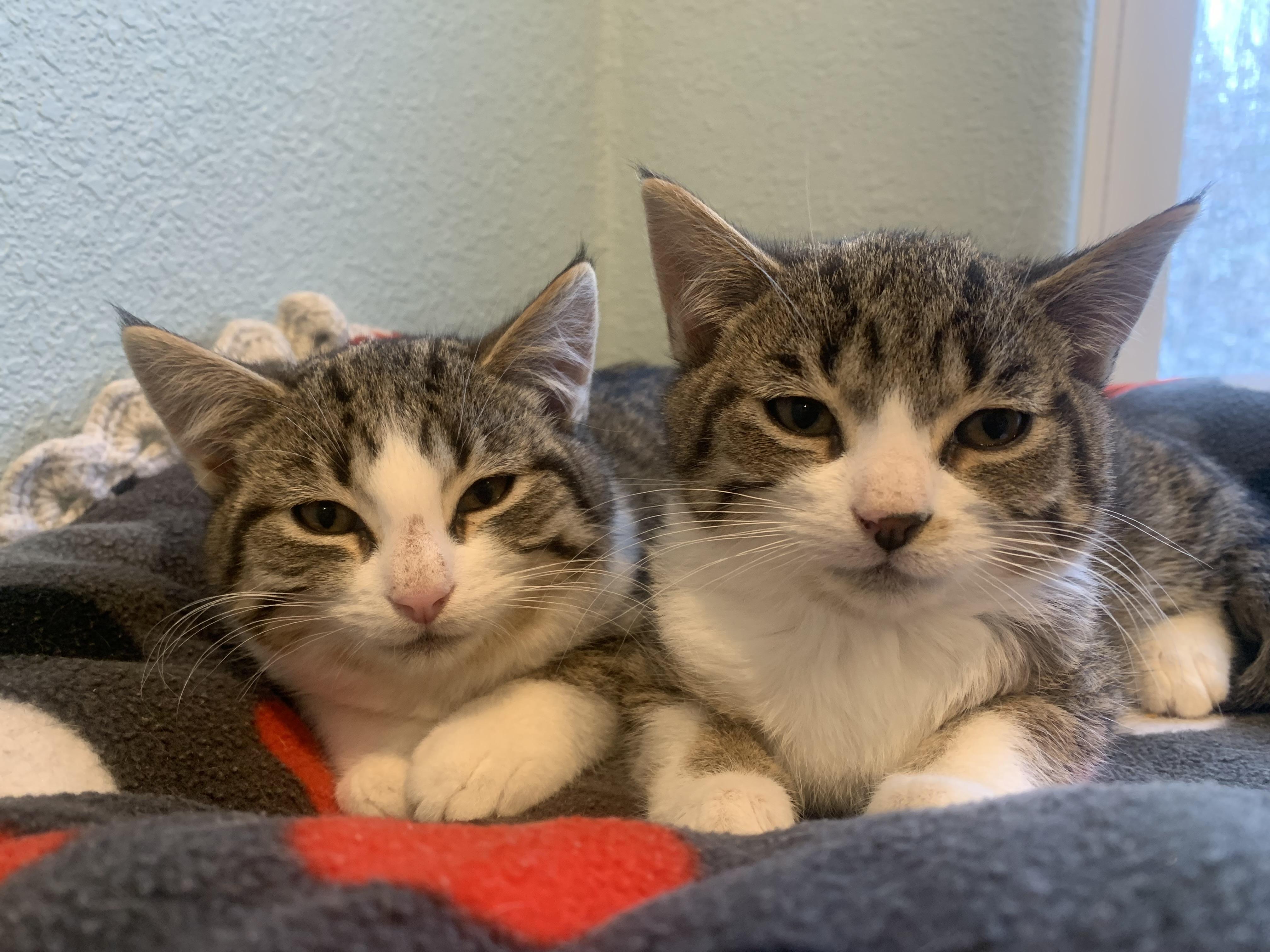 Enlarge Gouda & Parmesan, a ADOPTABLE Domestic Short Hair in Kalkaska, MI image 2/2