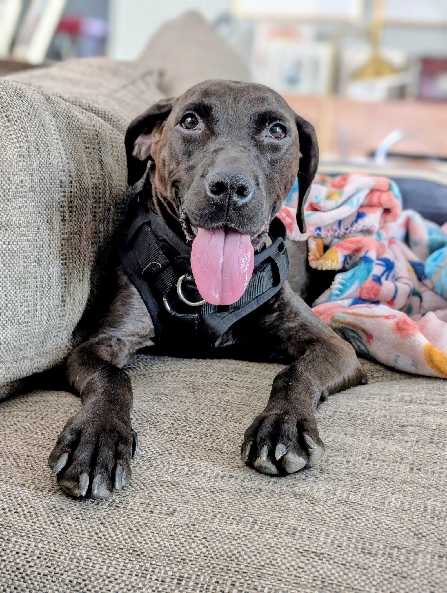 Bella