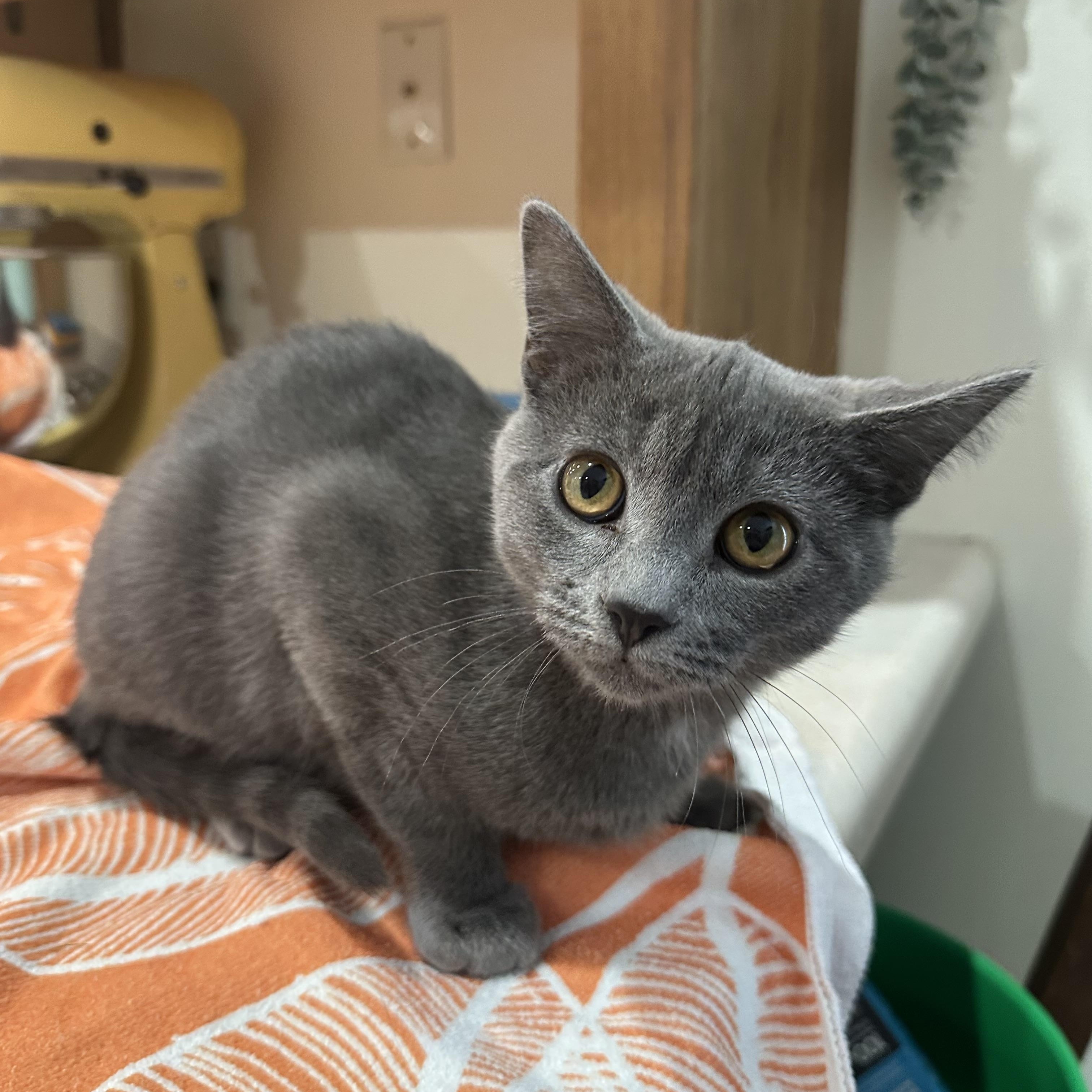 Enlarge Frenchie, an adopted Domestic Short Hair in Kearney, NE image 2/2