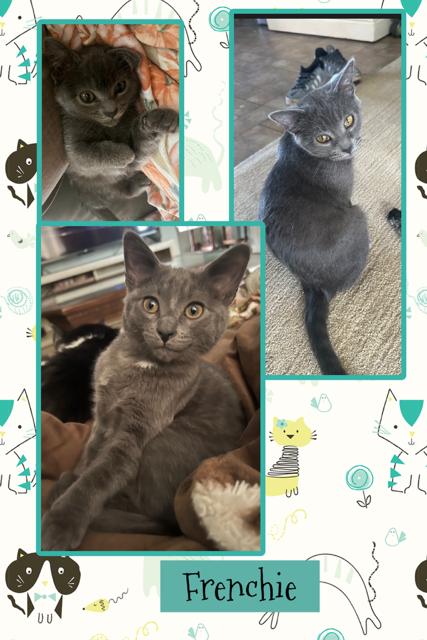 Frenchie, adopted, Young Male Domestic Short Hair.