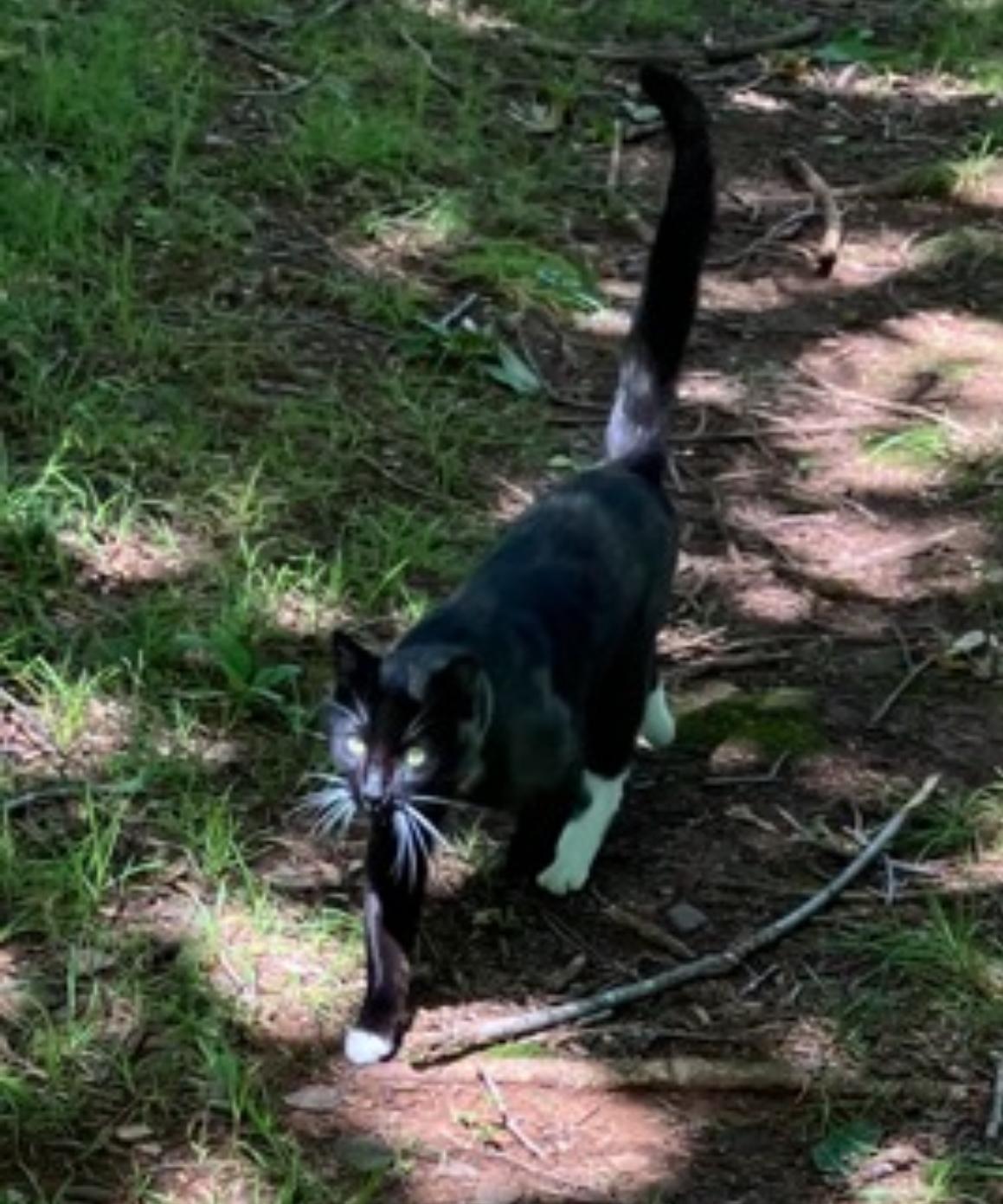Enlarge Scotty, a Adopted Domestic Short Hair in Fayetteville, AR image 1/2