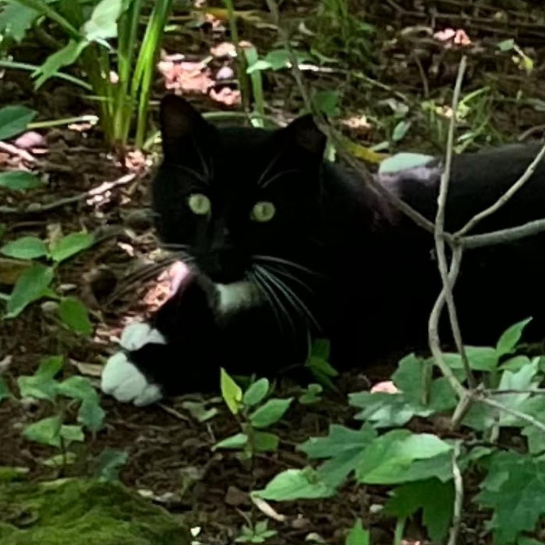 Enlarge Scotty, a Adopted Domestic Short Hair in Fayetteville, AR image 2/2