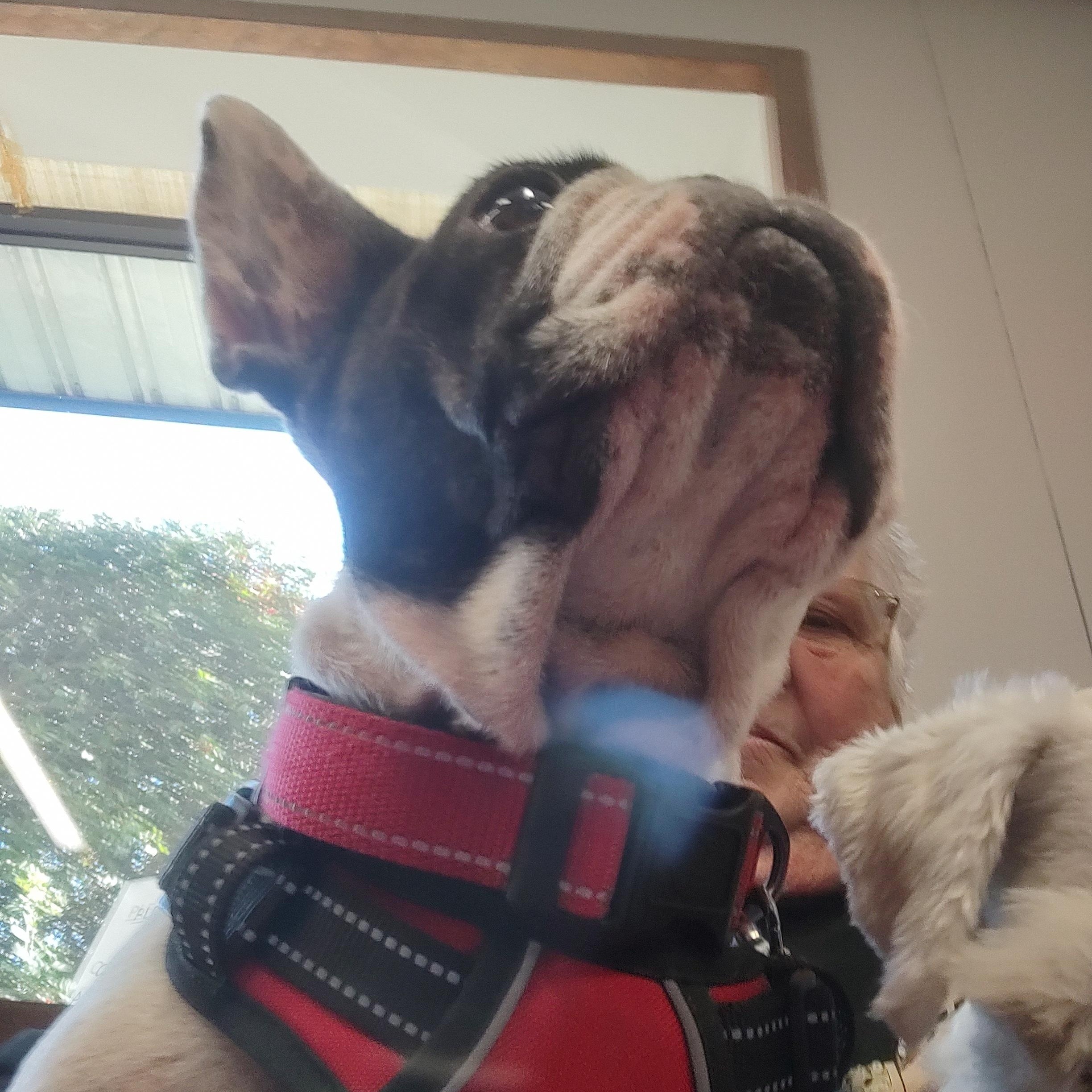 Trinket , a Adoptable French Bulldog in Sanger, TX image 4/5