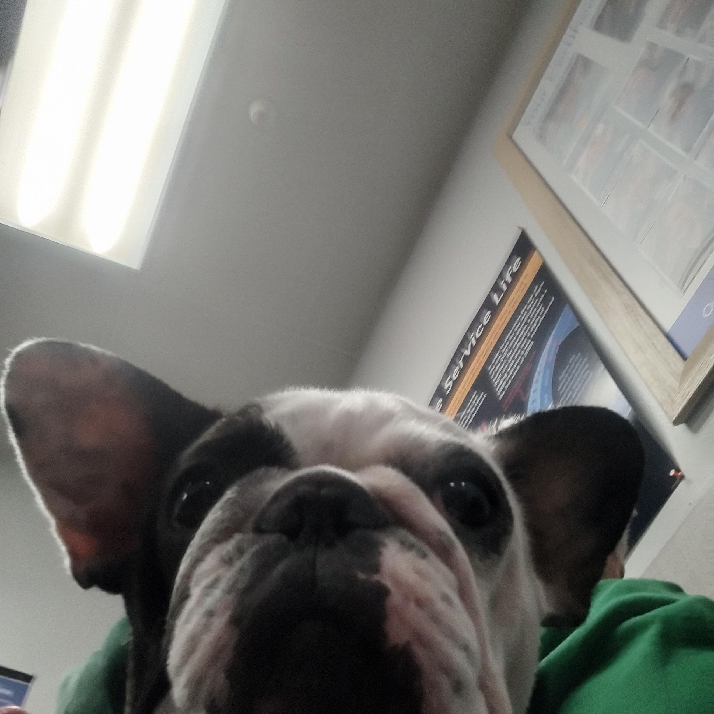 Trinket , a Adoptable French Bulldog in Sanger, TX image 5/5